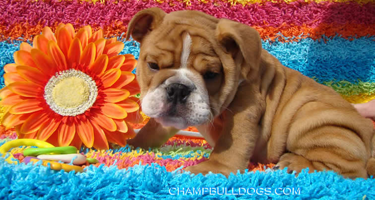 English bulldog puppies